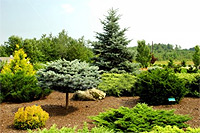 MULCHING / COMPOSTING SERVICES