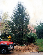 LARGE TREES / SCREENING PLANTS